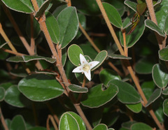 Correa alba