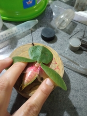 Choeradodis rhombicollis