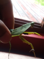 Choeradodis rhombicollis