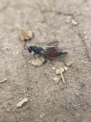 Phasgonophora sulcata