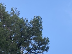 Coccothraustes vespertinus