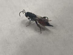 Phasgonophora sulcata