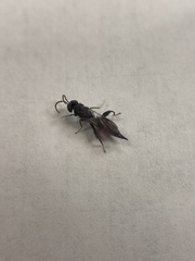 Phasgonophora sulcata