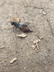 Phasgonophora sulcata