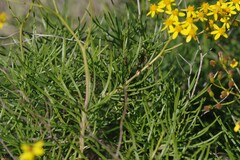 Senecio linifolius