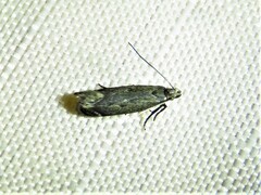 Battaristis concinnusella