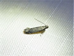 Battaristis concinnusella