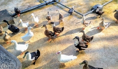 Anas platyrhynchos domesticus