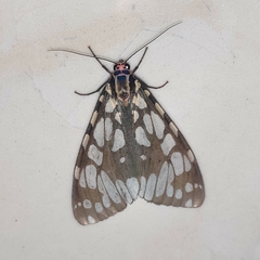 Callindra nyctemerata
