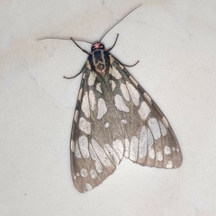 Callindra nyctemerata