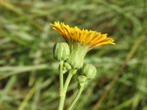 Image of Sonchus maritimus by (c) Yves Bas, some rights reserved (CC BY)