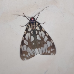 Callindra nyctemerata