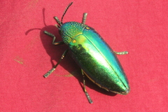 Sternocera aequisignata