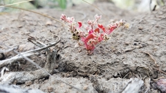 Calyptridium roseum