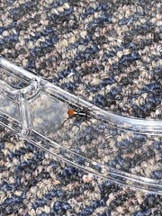 Castianeira occidens