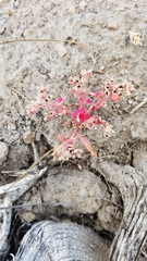 Calyptridium roseum