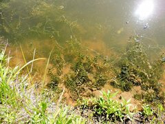 Potamogeton perfoliatus