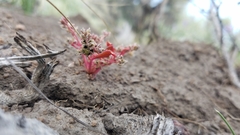 Calyptridium roseum
