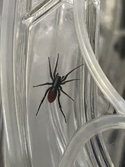 Castianeira occidens