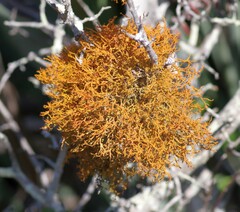 Teloschistes inflatus