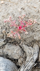 Calyptridium roseum