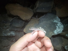 Phyllodactylus simpsoni