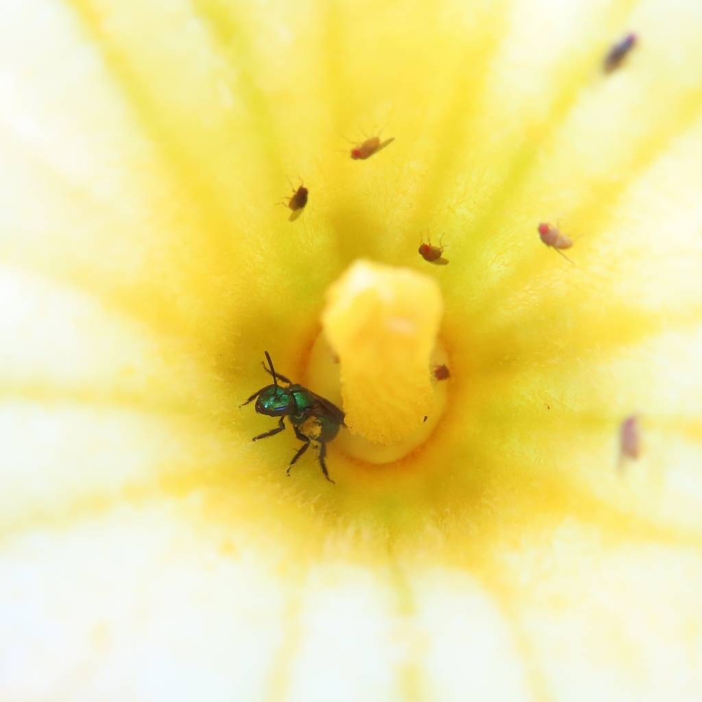Augochlora boriquena