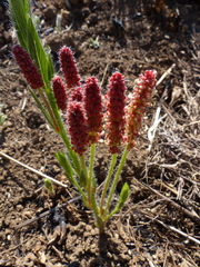Acalypha glandulifolia