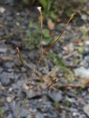 Epilobium brachycarpum