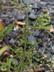 Epilobium brachycarpum