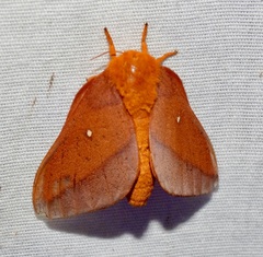 Anisota pellucida