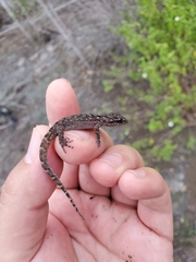 Phyllodactylus simpsoni