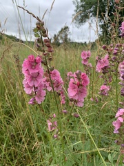 Sidalcea cusickii