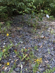 Epilobium brachycarpum