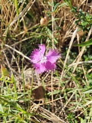 Dianthus hyssopifolius