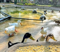 Cairina moschata domestica