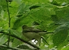Hippolais icterina