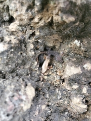 Phyllodactylus simpsoni