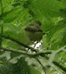 Hippolais icterina