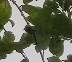 Hippolais icterina