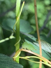 Stictocephala bisonia