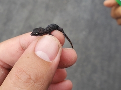 Phyllodactylus simpsoni