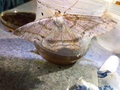 Lepidoptera