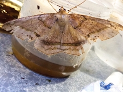 Lepidoptera
