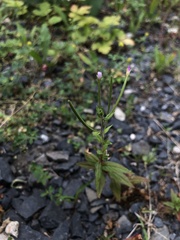 Epilobium ciliatum