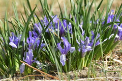 Iris lactea biglumis