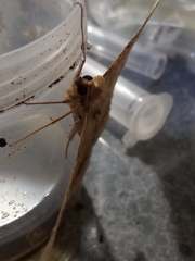 Lepidoptera