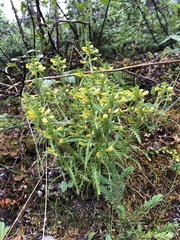 Pedicularis labradorica