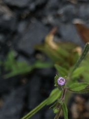 Epilobium ciliatum