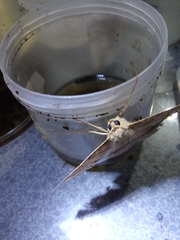 Lepidoptera